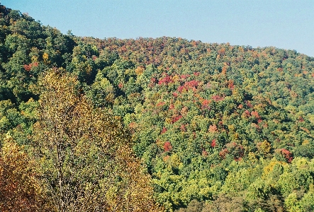 [Hillside with fall foilage color.]